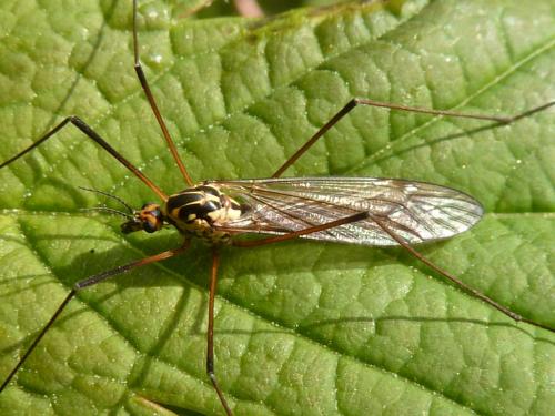 Réf. 229 075 : Nephrotoma appendiculata